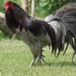 Kenalilah Jenis Sisik Kaki pada Ayam Sabung
