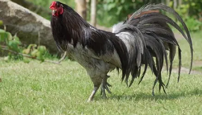 Kenalilah Jenis Sisik Kaki pada Ayam Sabung